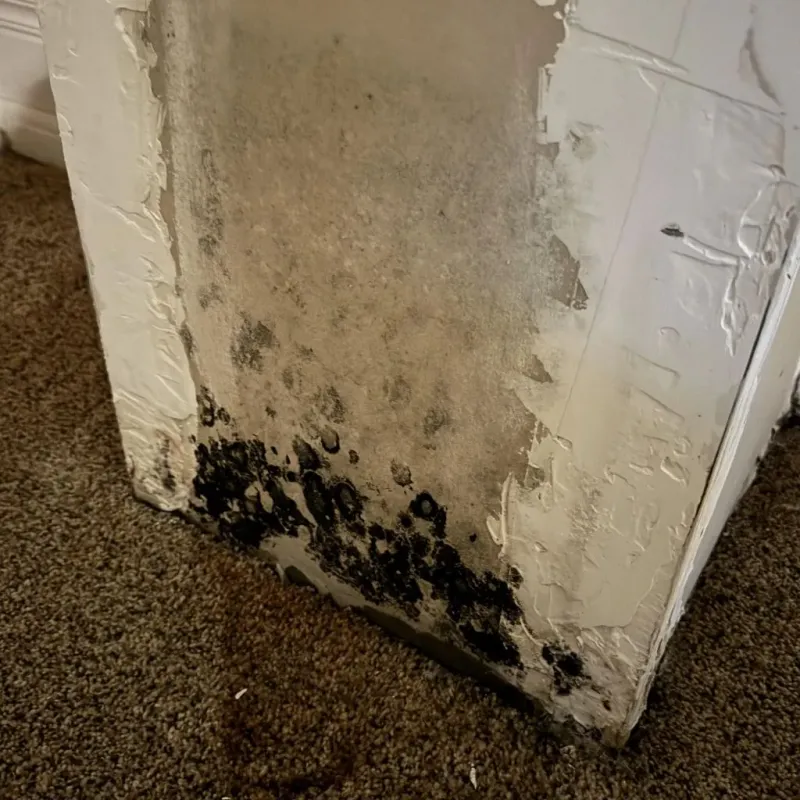 Professional Mold Removal in Gramercy, LA